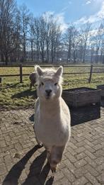 alpaca, Dieren en Toebehoren, Overige Dieren, September, Mannelijk