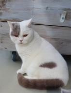 lieve britse korthaar poes met stamboom zoekt nieuw huisje, Dieren en Toebehoren, Katten en Kittens | Raskatten | Korthaar, Poes