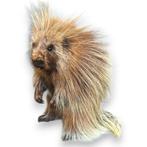 Zeldzame Opgezette Noord-Amerikaanse boomstekelvarken, Verzamelen, Ophalen of Verzenden, Opgezet dier