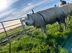 Zwoegervrije stamboek Texelaar dekram., Dieren en Toebehoren, Schapen, Geiten en Varkens, Mannelijk, Schaap