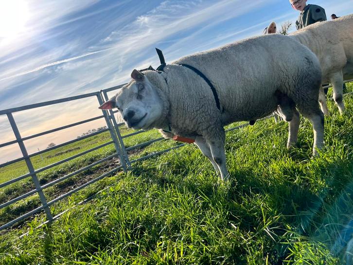 Zwoegervrije stamboek Texelaar dekram., Dieren en Toebehoren, Schapen, Geiten en Varkens, Schaap, Mannelijk