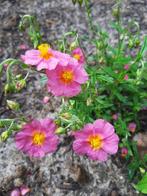 Helianthemum ‘Lauwerson’s Pink’, Zomer, Vaste plant, Overige soorten, Ophalen