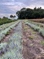 Hele grote lavendel, Tuin en Terras, Planten | Tuinplanten, Ophalen