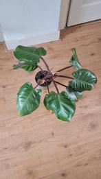Philodendron plant, Ophalen, Overige soorten, Minder dan 100 cm