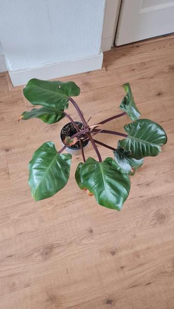 Philodendron plant beschikbaar voor biedingen