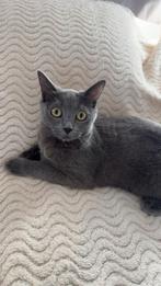 Britse Korthaar x Ragdoll kitten, Poes, Ontwormd, 0 tot 2 jaar