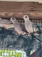Jonge Diamantduifjes, Dieren en Toebehoren, Meerdere dieren