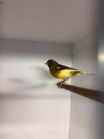 Kanarie pop 2025 te koop (half Timbrado), Dieren en Toebehoren, Vogels | Kanaries, Vrouwelijk, Kleurkanarie