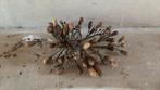Franse wassen corsage carlotte antiek en brocante, Antiek en Kunst, Ophalen of Verzenden
