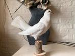 Nieuwe Opgezette Pauwstaart Duif Taxidermie., Nieuw, Opgezet dier, Vogel, Ophalen of Verzenden