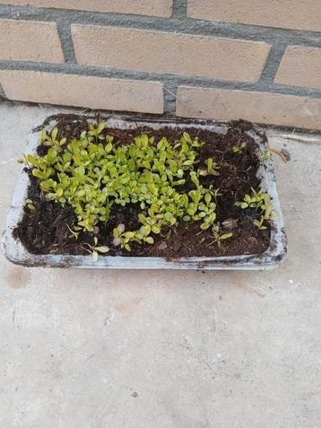 Jonge plantjes van de duizend schone beschikbaar voor biedingen