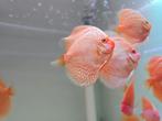 Discusvissen, Dieren en Toebehoren, Vissen | Aquariumvissen, Vis, Zoetwatervis, Schoolvis