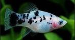 Panda platy, Ophalen of Verzenden
