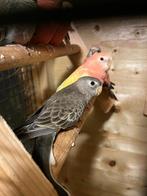 2 jonge wildkleur bourkeparkiet, Dieren en Toebehoren, Vogels | Parkieten en Papegaaien, Meerdere dieren, Parkiet