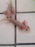 Gezonde axolotls te koop - Laatste 12, Dieren en Toebehoren, Reptielen en Amfibieën, Hagedis, Tam, 0 tot 2 jaar