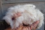 TK 2 mooie witte lunkarya baby,s, Dieren en Toebehoren, Knaagdieren, Cavia, Mei, Meerdere dieren, Tam
