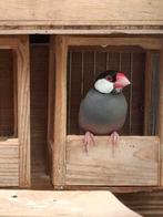 Rijstvogel, Geslacht onbekend, Tropenvogel