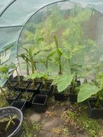 Musa basjoo, Ophalen, Minder dan 100 cm, Overige soorten, Zomer