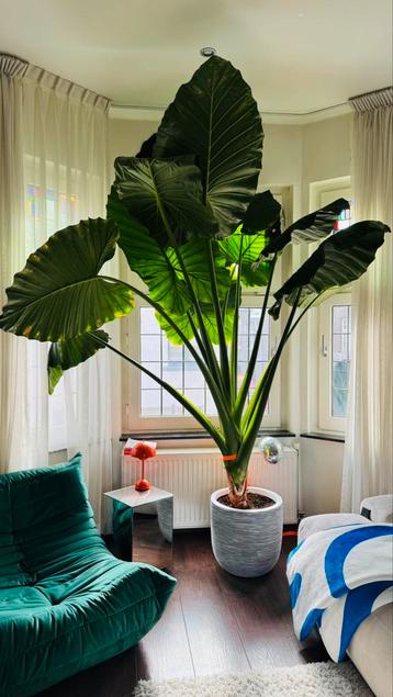 Alocasia/elephants ear 250cm beschikbaar voor biedingen