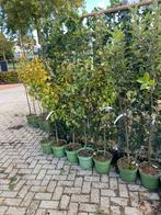 Fruitbomen bio laagstam appels , peren kersen pruimen, Ophalen of Verzenden, In pot, Appelboom, Lente