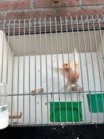 Kanarie mezijk man van 2024, Dieren en Toebehoren, Vogels | Kanaries, Mannelijk