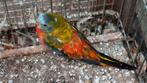 Turquoisine man ruilen tegen een pop, Dieren en Toebehoren, Vogels | Parkieten en Papegaaien, Mannelijk, Parkiet