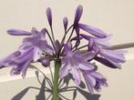 Agapanthus “Liam’s Lilac”, Volle zon, Vaste plant, Zomer, Ophalen