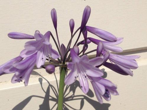 Agapanthus “Liam’s Lilac”, Tuin en Terras, Planten | Tuinplanten, Vaste plant, Overige soorten, Volle zon, Zomer, Ophalen