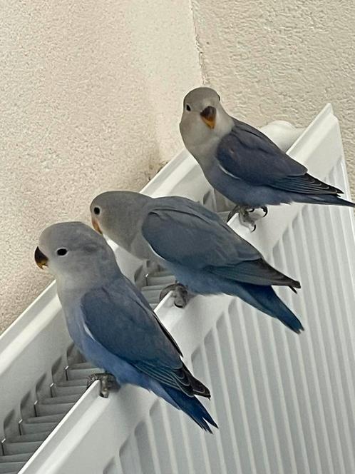 Prachtige Lieve Agapornis Dwergpapegaai Roseicolle Hand Tam, Dieren en Toebehoren, Vogels | Parkieten en Papegaaien, Dwergpapegaai of Agapornis