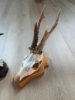 Ree gewei met schedel op schild - 2 stuks, Ophalen, Gebruikt
