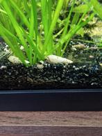 Slakken , aquarium., Ophalen of Verzenden, Gebruikt