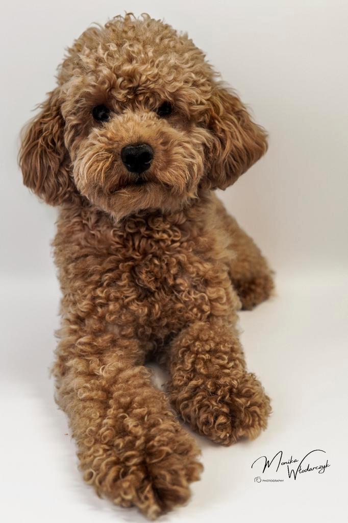 Poedel Dekreu, Dieren en Toebehoren, Honden | Dekreuen, Reu, Particulier, Eén hond, België, 1 tot 2 jaar, CDV (hondenziekte), HCC (leverziekte)