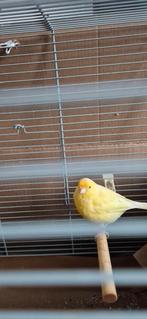 Kanarie pop, Dieren en Toebehoren, Vogels | Kanaries, Vrouwelijk, Kleurkanarie