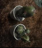 Twee leuke nep cactussen in pot, Ophalen of Verzenden, Nieuw, Overige materialen, Overige typen