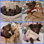 Langharige choco chihuahua pups van particulier, België, Particulier, 8 tot 15 weken, CDV (hondenziekte)