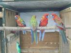 te koop een koppel jonge rode penanten, Dieren en Toebehoren, Vogels | Parkieten en Papegaaien, Meerdere dieren, Parkiet