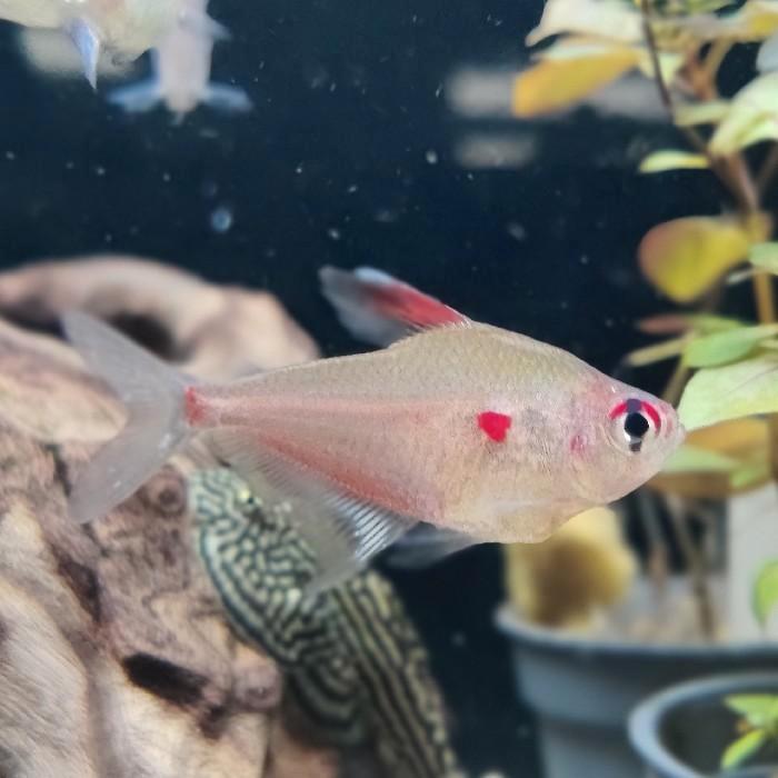 Hyphessobrycon erythrostigma, Dieren en Toebehoren, Vissen | Aquariumvissen, Vis