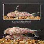 gezocht: Synodontis lucipinnis 'pink', Dieren en Toebehoren, Vissen | Aquariumvissen, Vis, Zoetwatervis, Schoolvis