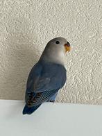 Agapornis Dwergpapegaai Diverse Kleuren Eventueel met kooi, Meerdere dieren, Dwergpapegaai of Agapornis, Tam