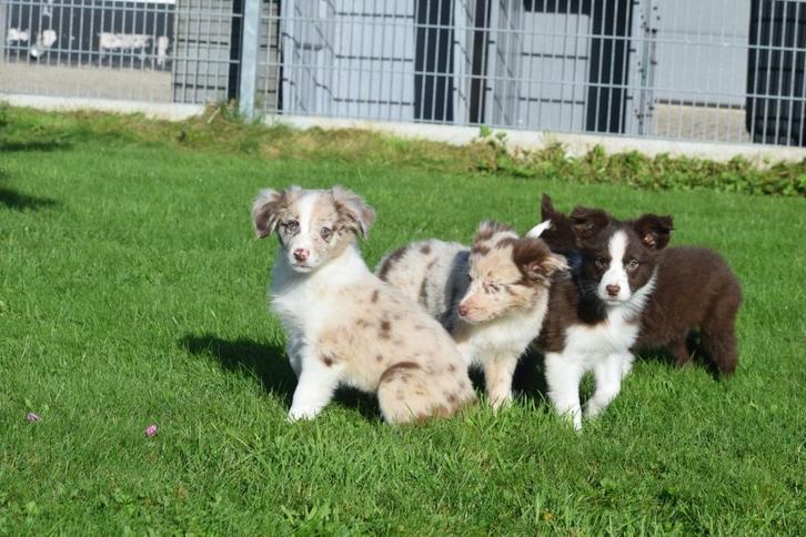 Border collie pups nieuw nestje, Dieren en Toebehoren, Honden | Herdershonden en Veedrijvers, Meerdere dieren, Collie, Fokker | Professioneel