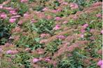 Spierstruik (Spiraea japonica 'Anthony Waterer'), Tuin en Terras, Planten | Tuinplanten, Ophalen, Zomer, Overige soorten, Halfschaduw