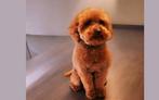TOY POEDEL PUPPY'S  ZE KUNNEN NU HET NEST VERLATEN, Dieren en Toebehoren, Poedel, 8 tot 15 weken, CDV (hondenziekte), Meerdere