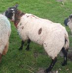 Schaap ram dekram rammen schapen, Dieren en Toebehoren, Schapen, Geiten en Varkens, Mannelijk, Schaap