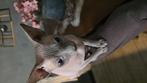 Sphynx poes 3 jaar, gesteriliseerd met stamboom., Poes, Met stamboom, 3 tot 5 jaar