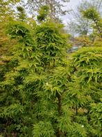Diverse Acer palmatum tuin bonsai en pré bonsai, Ophalen, Overige soorten