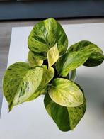 Marble Queen pothos, Huis en Inrichting, Kamerplanten, Ophalen of Verzenden, Halfschaduw, Minder dan 100 cm