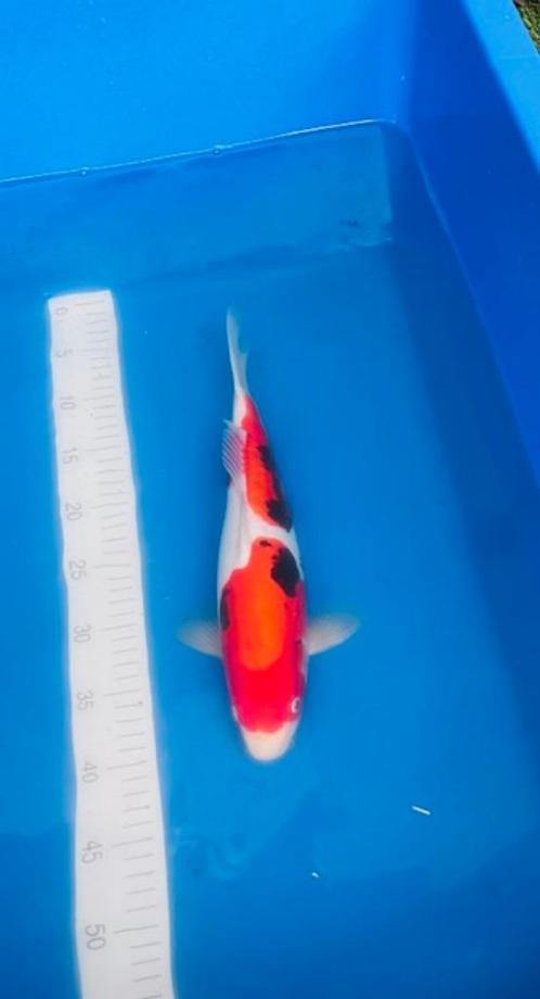 BENI KUMUNRYO, Huis en Inrichting, Stoffering | Tapijten en Kleden, Nieuw, Rechthoekig, Ophalen of Verzenden