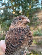 Japanse kwartel hanen, Dieren en Toebehoren, Pluimvee, Mannelijk, Overige soorten