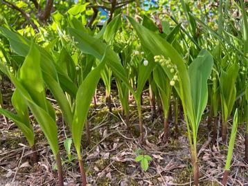 Lelietje van Dalen of meiklokje Wit (Convallaria majalis)  beschikbaar voor biedingen