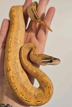Fire highway, Dieren en Toebehoren, Reptielen en Amfibieën, Slang, Tam, 0 tot 2 jaar
